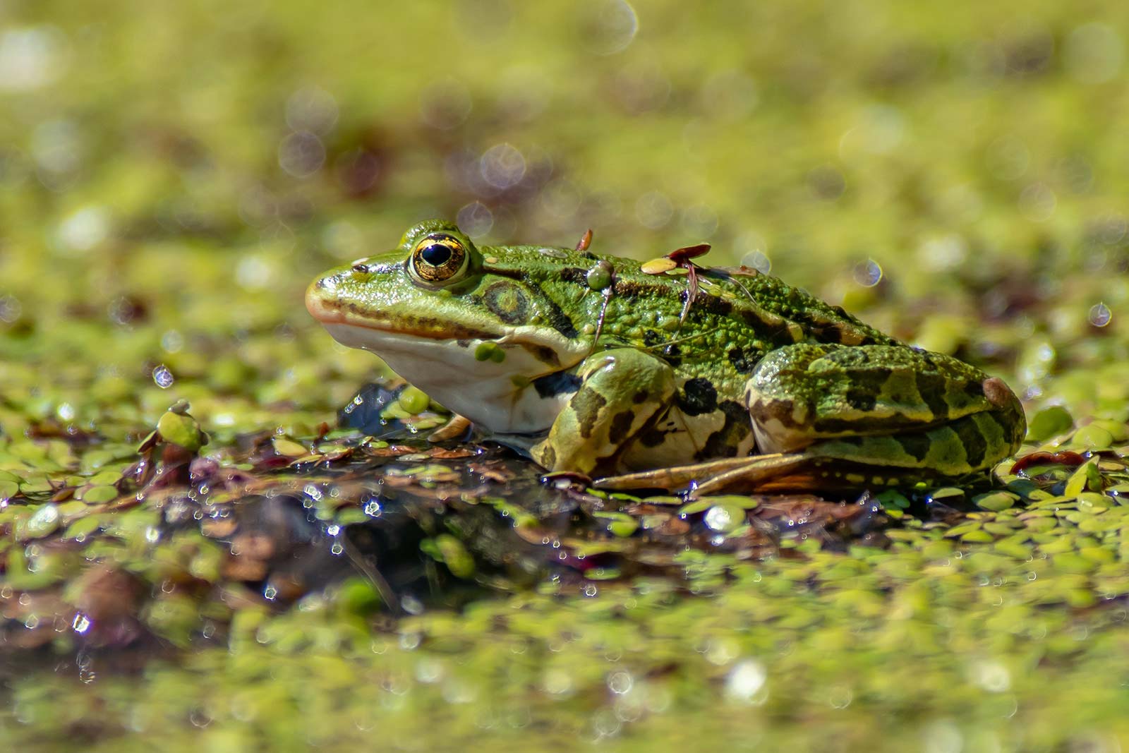 Nature And Human Nature In The Poetry Of Browning